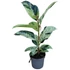 Ficus elastica Shivereana