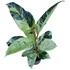 Ficus elastica Shivereana