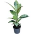 Ficus elastica Shivereana