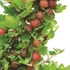 Ribes uva-crispa Hinnonmäki piros egres