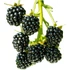 Rubus fructicosus Black Satin szeder