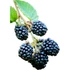 Rubus fructicosus tövismentes szeder