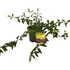 Hypericum Hidcote