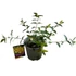 Hypericum Hidcote