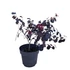 Loropetalum chinese Black Pearl