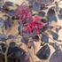 Loropetalum chinese Black Pearl