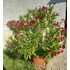 Nerium oleander