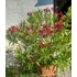 Nerium oleander