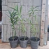 Nerium oleander