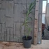 Nerium oleander