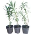 Nerium oleander