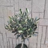 Olea europaea