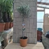 Olea europaea