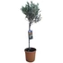 Olea europaea