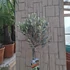 Olea europaea