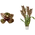 Cymbidium Magic Vogel 4 virágszál