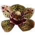Cymbidium Magic Vogel 4 virágszál