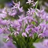 Bletilla Paris