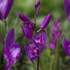 Bletilla Shir-Ran