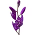Bletilla Shir-Ran
