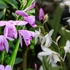 Bletilla mix Pink és Alba