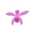 Bletilla mix Pink és Alba