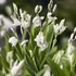 Bletilla striata Alba