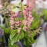 Calanthe
