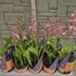 Calanthe