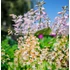 Calanthe