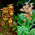 Calanthe