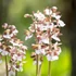 Calanthe