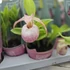 Cypripedium rózsaszín
