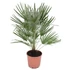 Chamaerops humilis
