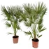 Chamaerops humilis
