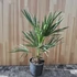Chamaerops humilis
