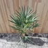 Chamaerops humilis