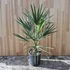 Chamaerops humilis
