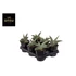 Sansevieria Almond Silver