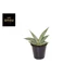 Sansevieria Almond Silver