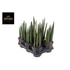 Sansevieria cylindrica Mohawk