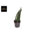 Sansevieria cylindrica Mohawk