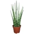 Sansevieria Fernwood Mikado