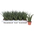 Sansevieria Fernwood Punk
