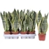 Sansevieria Futura Superba