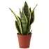 Sansevieria Futura Superba