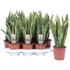 Sansevieria Laurentii