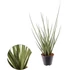 Sansevieria cylindrica Medusa
