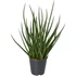 Sansevieria cylindrica Medusa