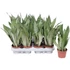 Sansevieria Moonshine